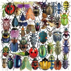 Colorful Large Insect Stickers Set of 50 Bugs